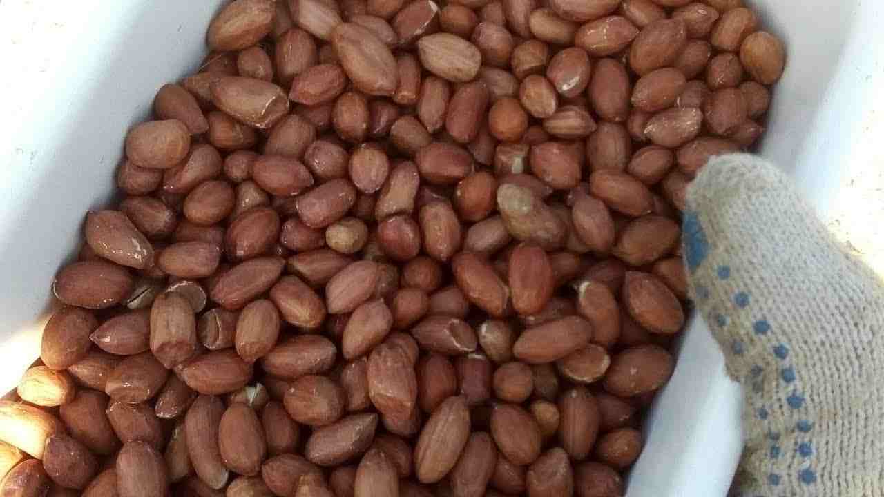 تصویر 3 از مغز بادام زمینی با کیفیت مناسب صنایع غذایی